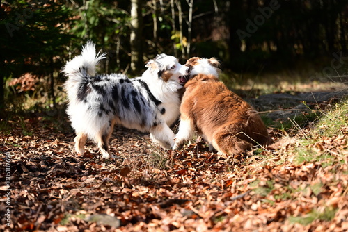 Hundebegegnung. Zwei Australien Shepherd Hunde toben im herbstlichen Wald