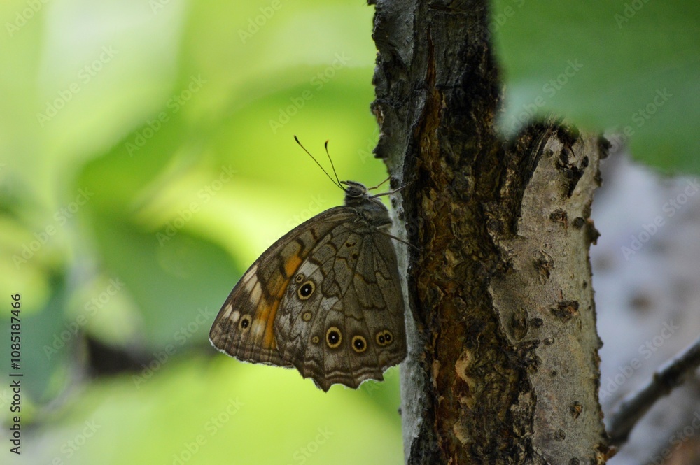 Fototapeta premium colorful butterfly on tree bark