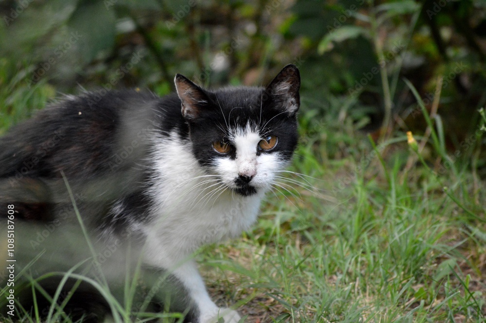 black and white cat on the grass black and white cat on the grass