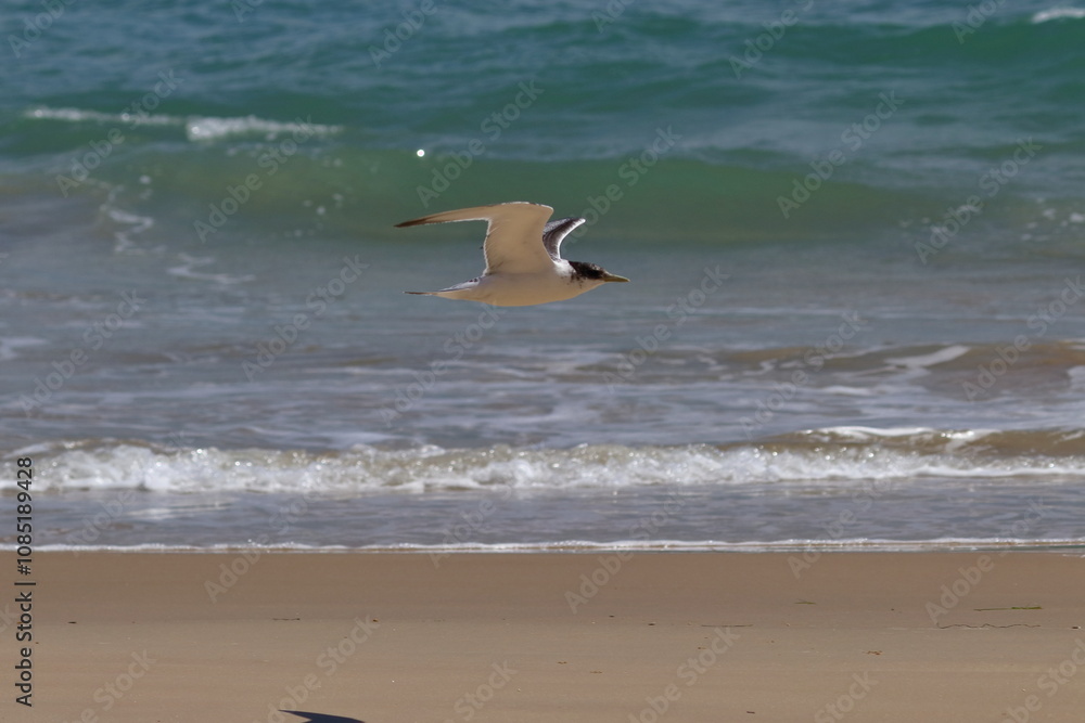 Fototapeta premium crested tern