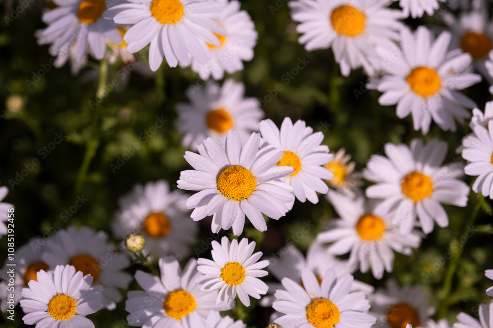 Blooming Daisy: A Symbol of Simplicity and Beauty Blooming Daisy: A Symbol of Simplicity and Beauty