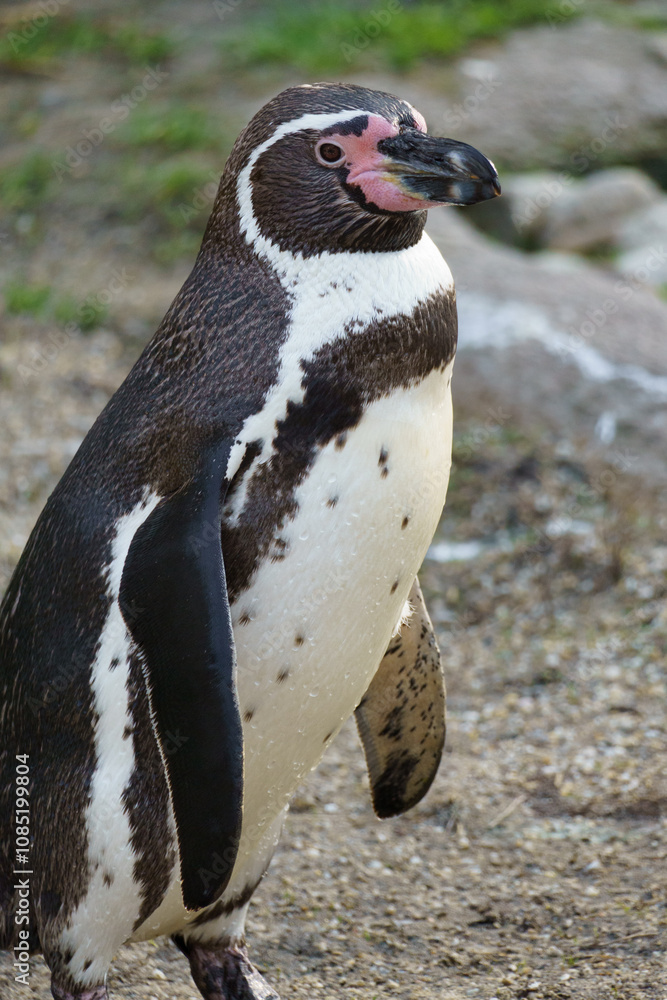 Fototapeta premium Portrait of a South American Humboldt penguin