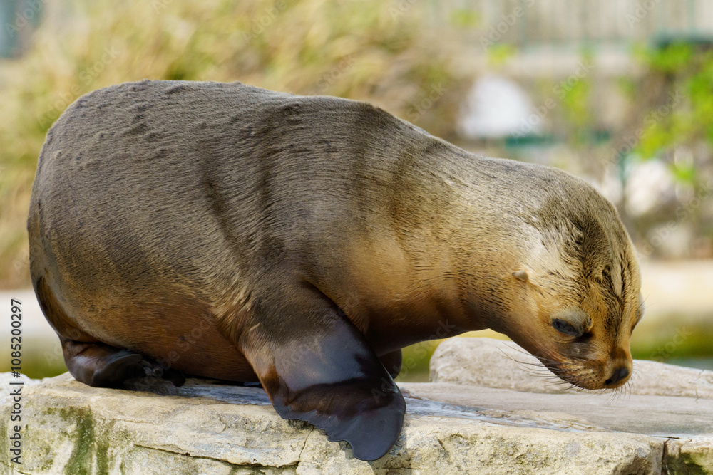 Portrait of a South American baby sea lion Portrait of a South American baby sea lion