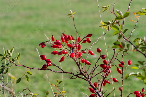 branche recouverte de cynorhodons rouge éclairés par un rayon de soleil en automne au bord d'un chemin de randonnée dans le puy de Dôme