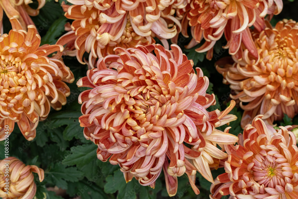 Orange chrysanthemums in the park Orange chrysanthemums in the park