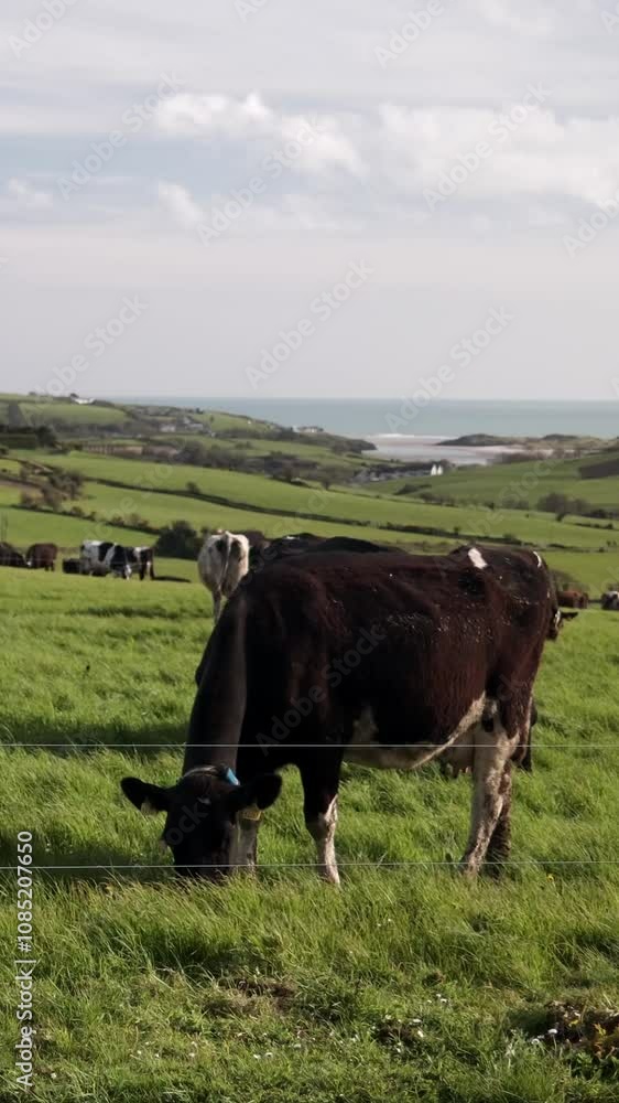 Black and white cows graze in a verdant pasture, enclosed by a thin wire fence. The background displays a tranquil rural scene. Black and white cows graze in a verdant pasture, enclosed by a thin wire fence. The background displays a tranquil rural scene.