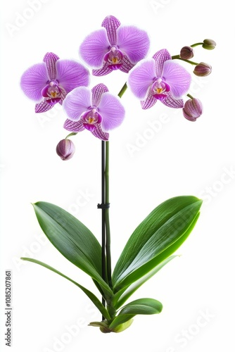 Pink orchids blooming with green leaves.