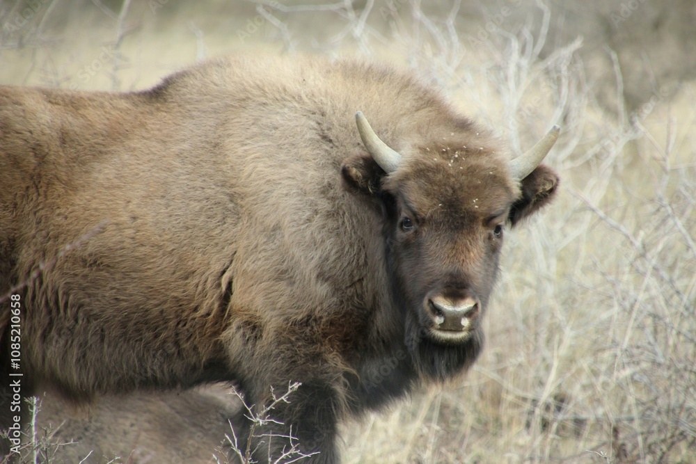Fototapeta premium A bison in the wild follows its surroundings