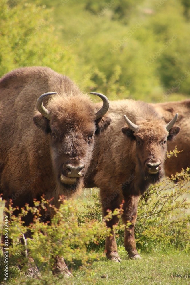a herd of bison graze on a meadow in the Czech Republic a herd of bison graze on a meadow in the Czech Republic