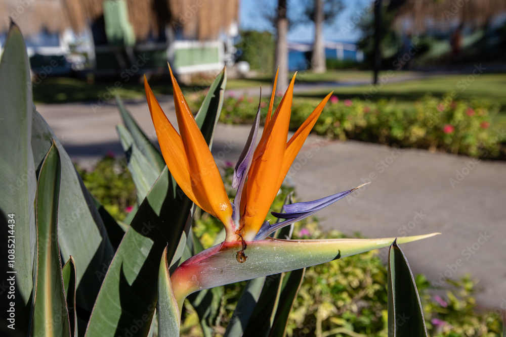 Strelitzia reginae, commonly known as strelicia or bird of paradise, is a perennial, rhizomatous herbaceous plant, about 1.20 m tall, native to South Africa.