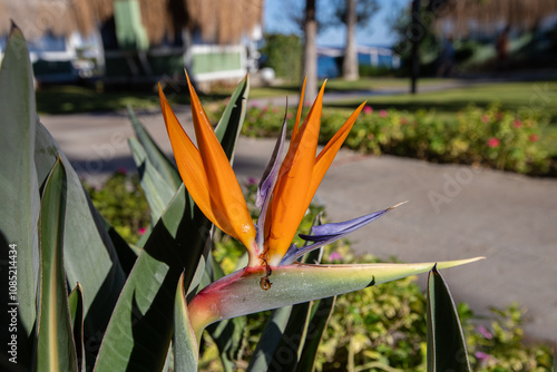 Obraz na płótnie Strelitzia reginae, commonly known as strelicia or bird of paradise, is a perennial, rhizomatous herbaceous plant, about 1.20 m tall, native to South Africa. w salonie