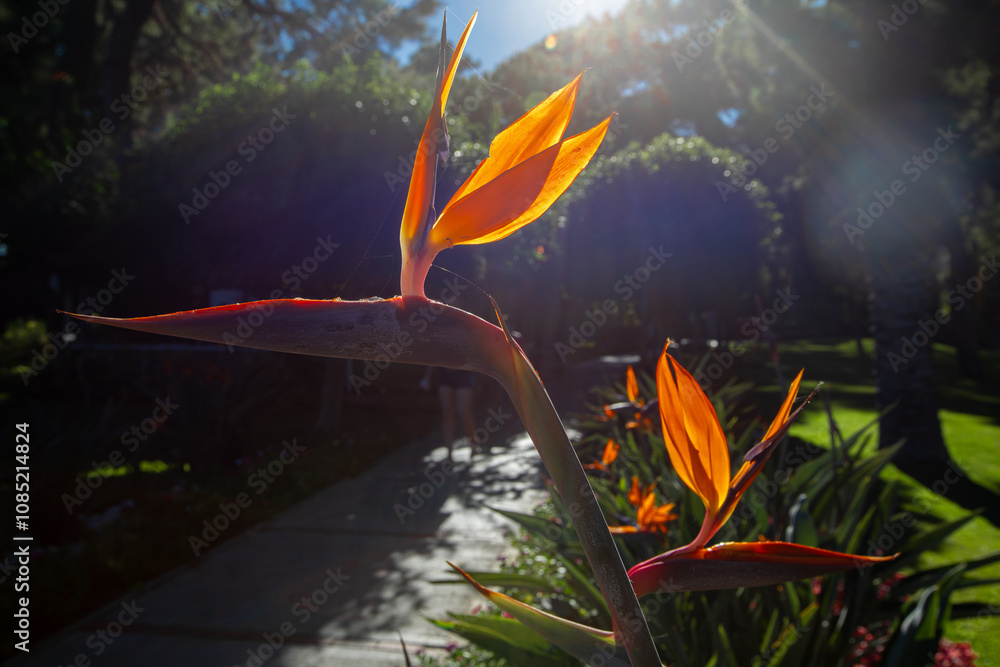 Strelitzia reginae, commonly known as strelicia or bird of paradise, is a perennial, rhizomatous herbaceous plant, about 1.20 m tall, native to South Africa.