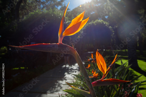 Strelitzia reginae, commonly known as strelicia or bird of paradise, is a perennial, rhizomatous herbaceous plant, about 1.20 m tall, native to South Africa.