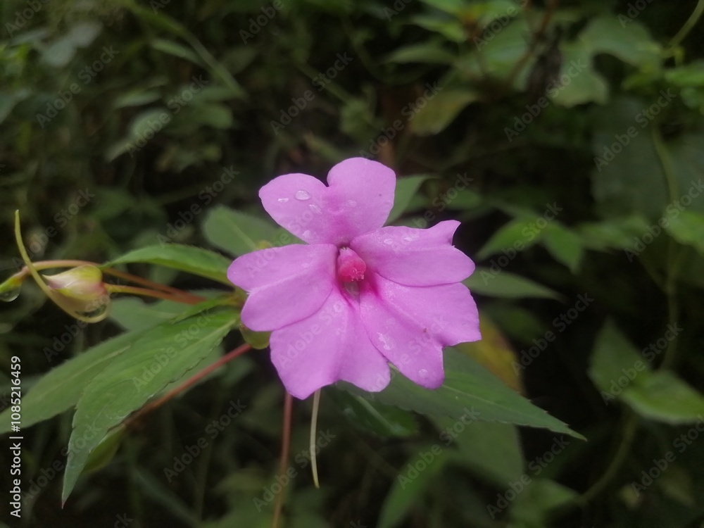 flower in the garden flower in the garden