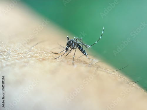 Close up of a mosquito sucking blood in a human body, macro shot of Asian tiger mosquito (Aedes albopictus) photo