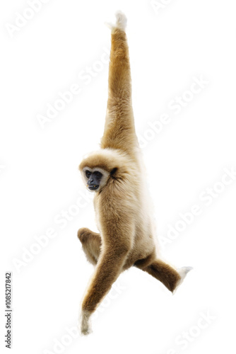 White handed Gibbon or Lar Gibbon hanging from a tree on a white background