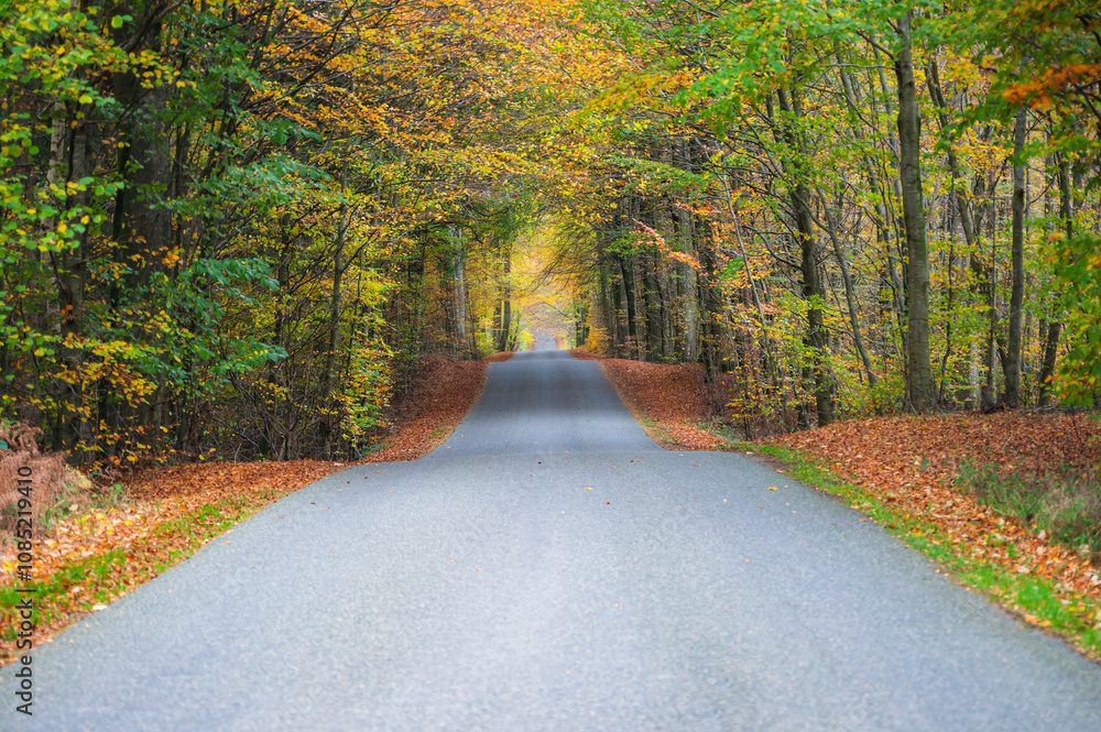 Fototapeta premium path in autumn forest