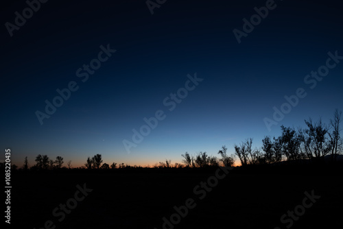 Row of trees in silhouette against a dramatic starry night at dusk, a graphic asset all dark and black with copy space underneath