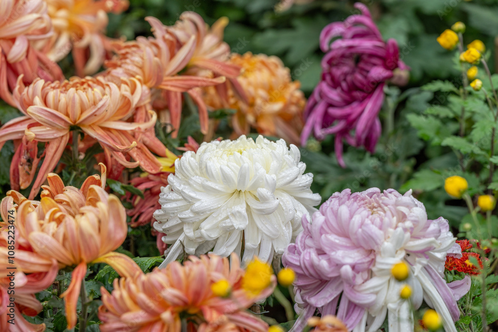 Chrysanthemum exhibition in the park Chrysanthemum exhibition in the park