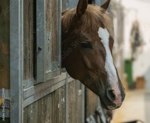 FIera del Cavallo 