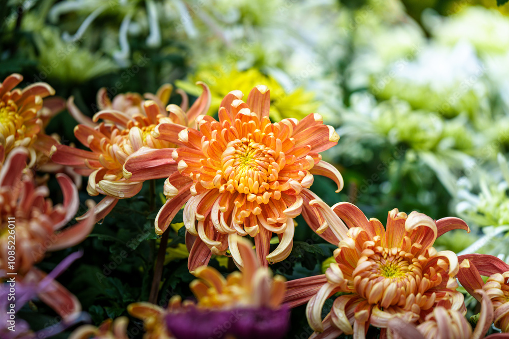 Orange chrysanthemums in the park Orange chrysanthemums in the park