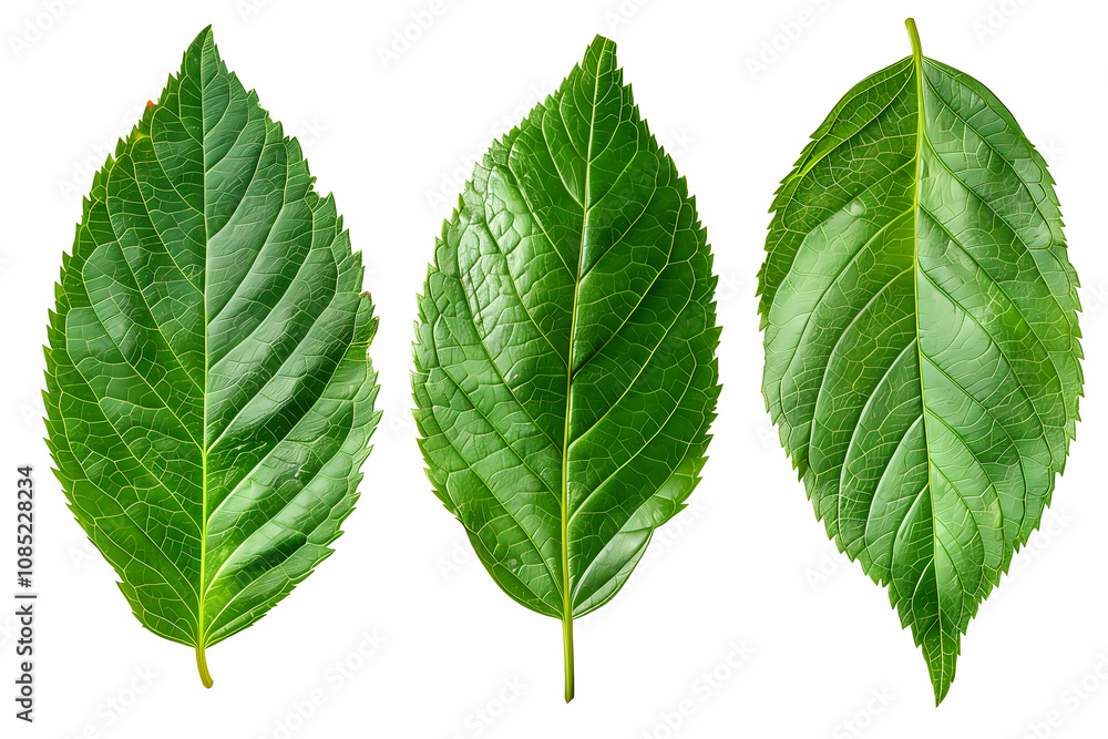 Obraz premium Green leave isolated white background