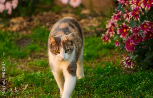 Cute portrait of a happy cat in the garden