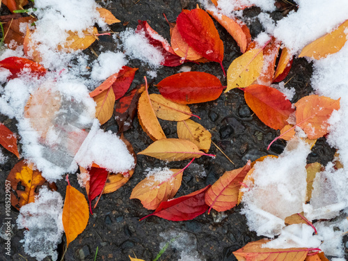 Vibrant Autumn Leaves Covered in First Winter Snowfall