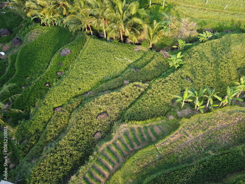 THE AMAZING BEAUTY OF GREEN AND LUSH TERRACING AT THE FOOT OF MOUNT UNGARAN, INDONESIA photo