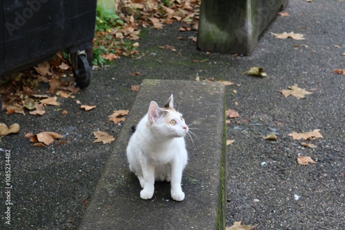 Chat errant blanc photo