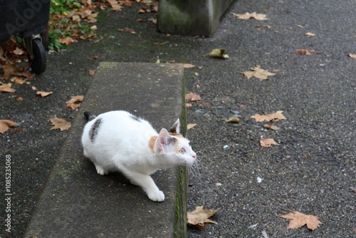 Chat errant blanc photo