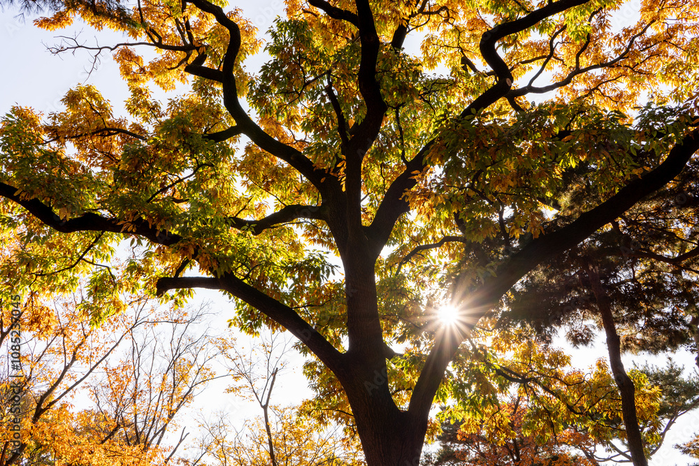 Fototapeta premium autumn in the park