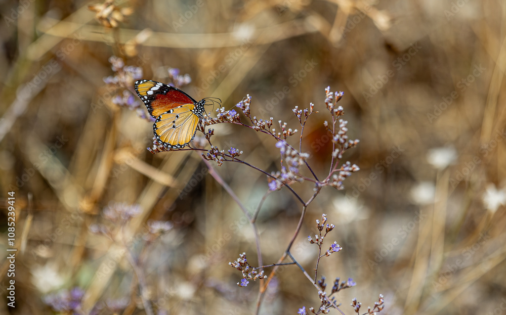 Sultan butterfly (Danaus chrysippus) flying in Izmir region, Türkiye