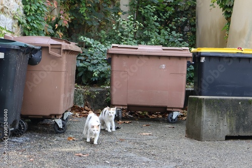 chats errants blanc en train de jouer près de poubelles photo