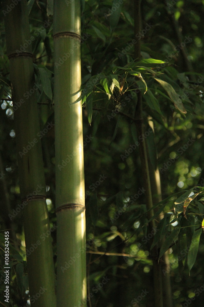 Obraz premium green bamboo forest