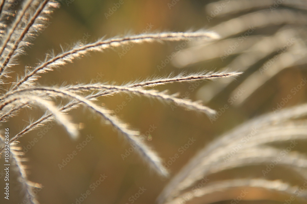 reed reed