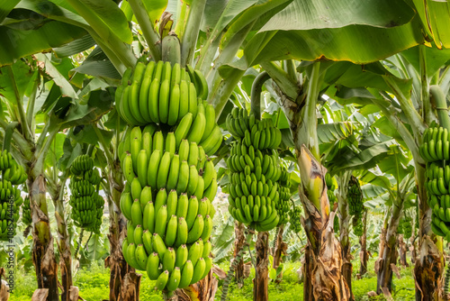 Fotografía Green tropical banana fruits close-up on banana plantation