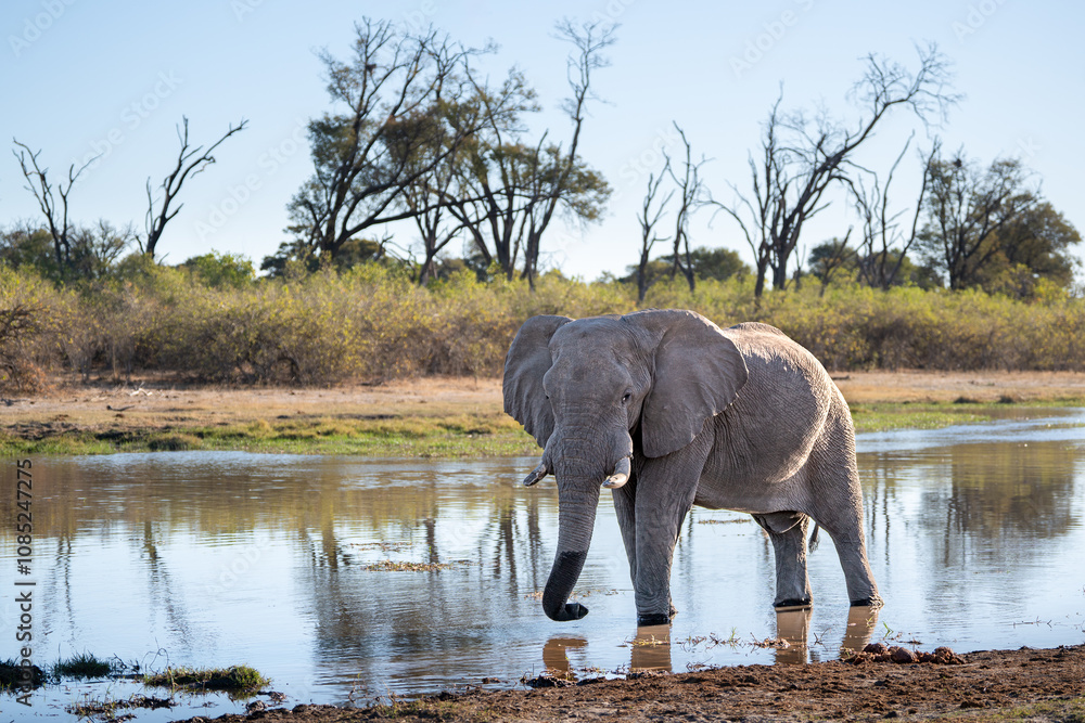 Obraz premium Giant african elephant bull (Loxodonta africana), drinking at Khwai river during the sunset, Okavango delta, Moremi, Botswana, Africa.
