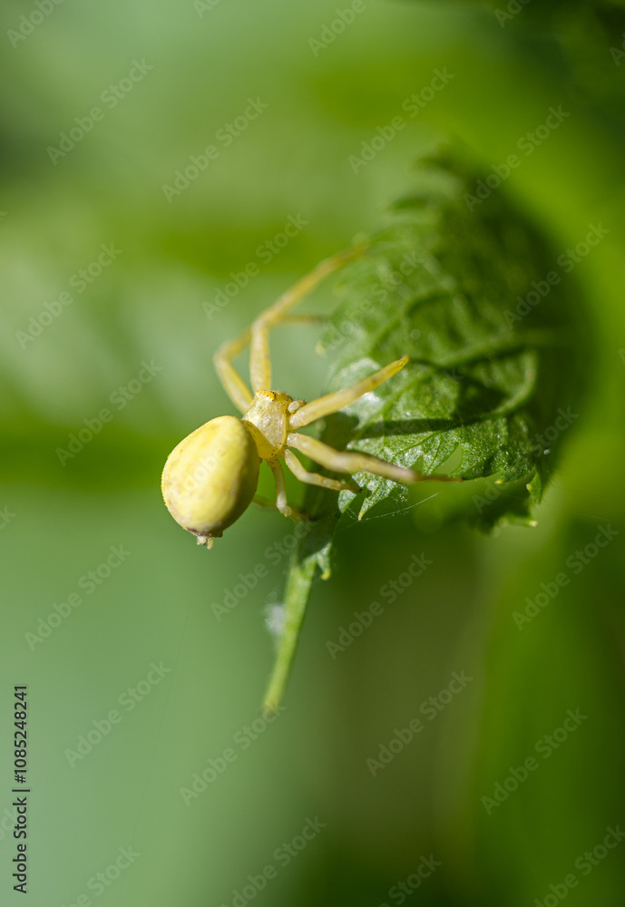 A high-resolution closeup shot of a Misumena vatia spider