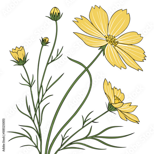 Coreopsis flower vector illustration 