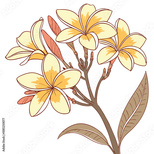 Coreopsis flower vector illustration 
