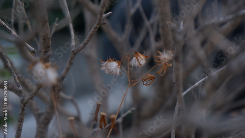 Close up of pretty minimal white dried grass flower among gray branches