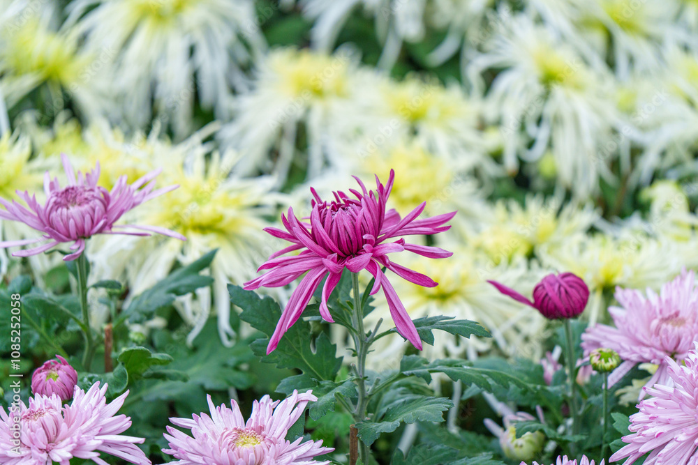 Purple chrysanthemums in the park Purple chrysanthemums in the park