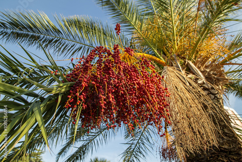  Fruits on a palm tree in November in the city of Bar, Montenegro. High quality photo