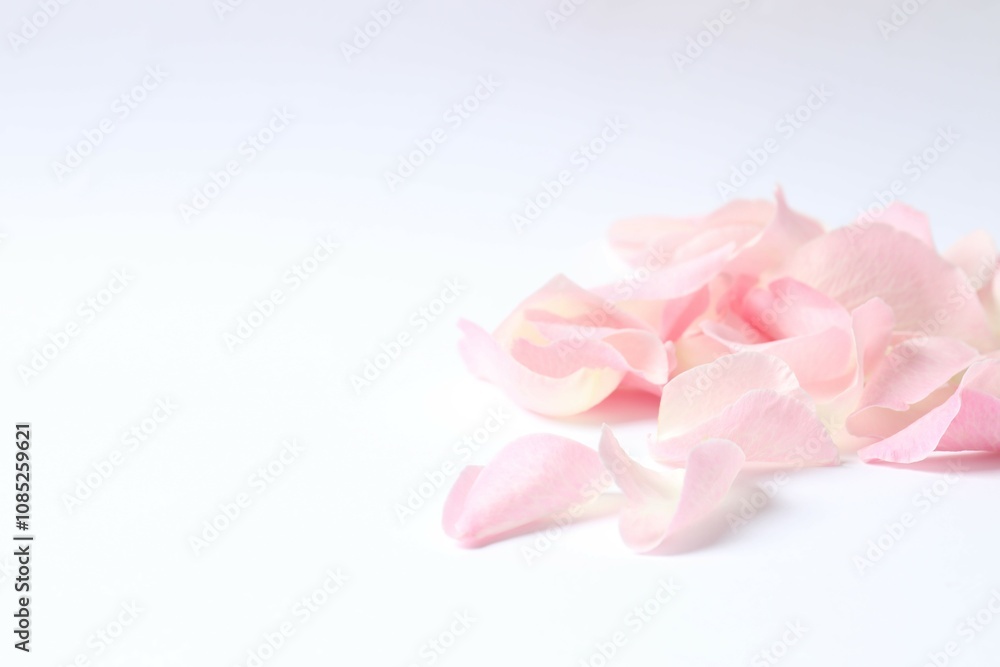 Pink rose petals on a white background Pink rose petals on a white background