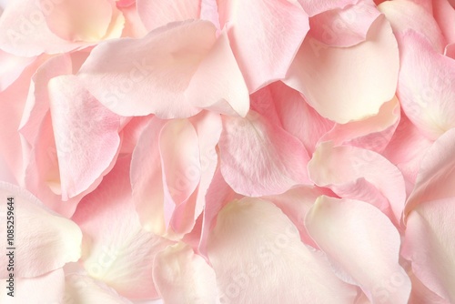 Pink rose petals close up