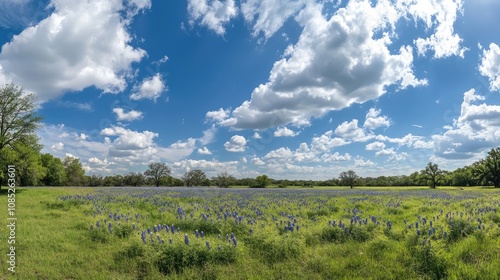 Texas Wildflowers Under a Blue Sky