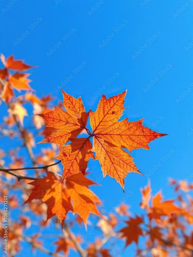 Vibrant blue sky contrasting with bright orange autumn leaf on tree branch, seasonal, branch Vibrant blue sky contrasting with bright orange autumn leaf on tree branch, seasonal, branch
