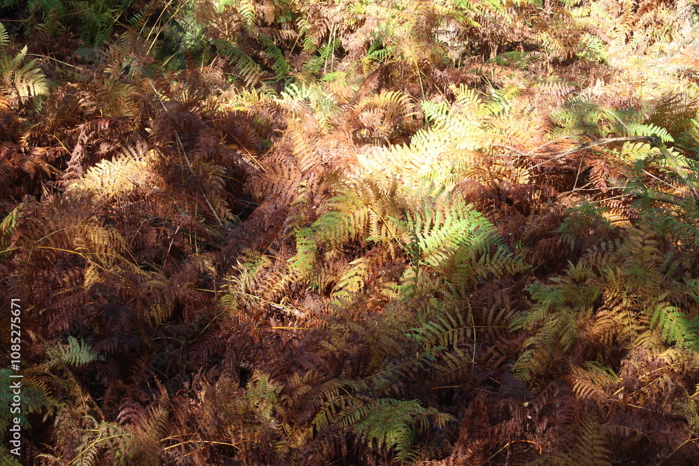 A photograph of decaying bracken ferns on an autumnal day in natural British woodland. Dappled light and shadows A photograph of decaying bracken ferns on an autumnal day in natural British woodland. Dappled light and shadows