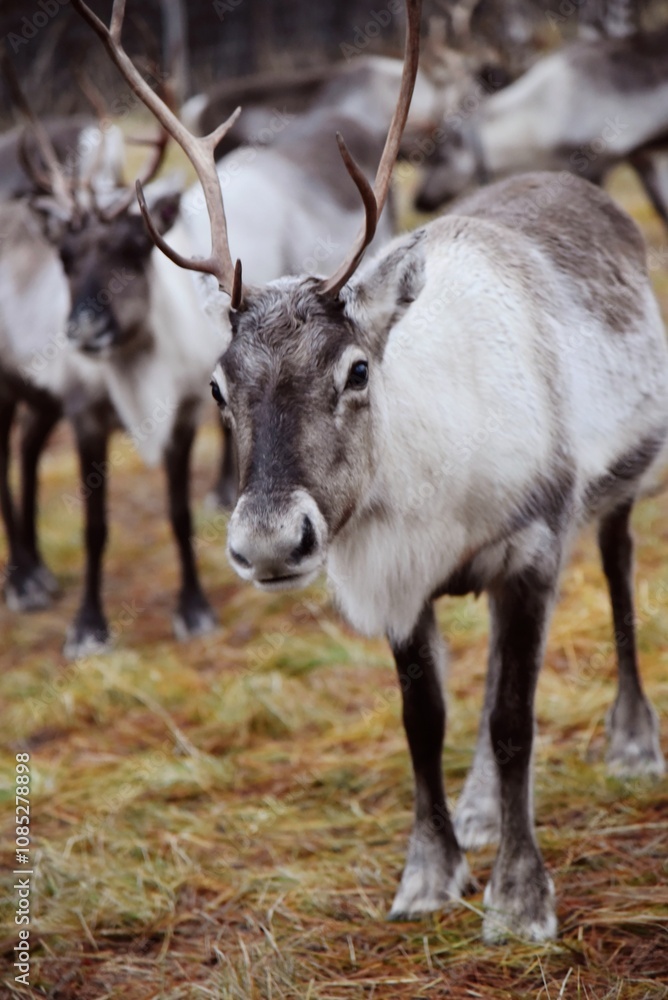 Fototapeta premium Rudi022024